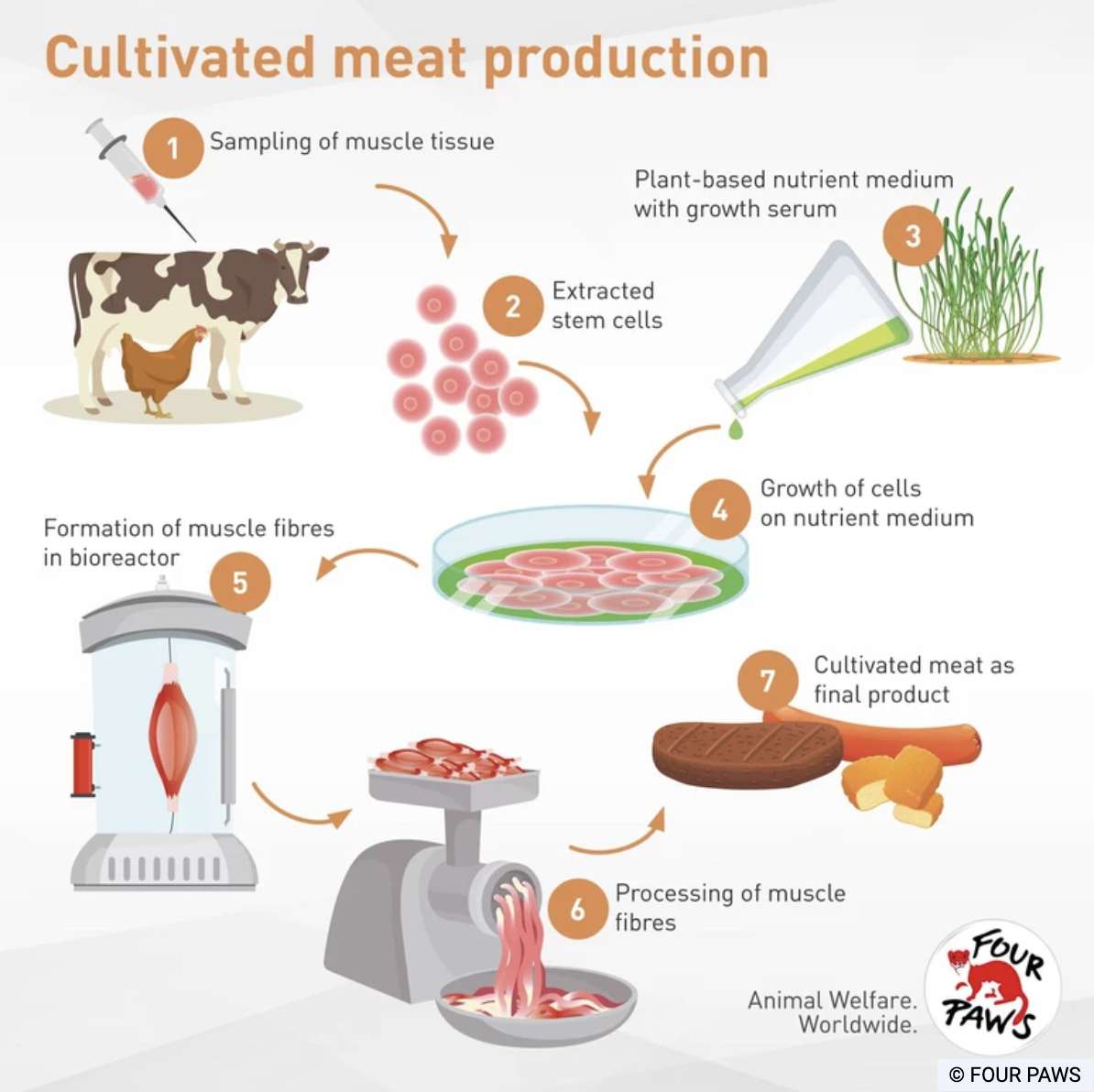 illustrated chart of cultivated meat production